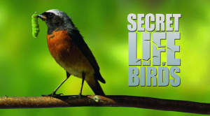 BBC: Secret Life of Birds
