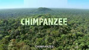 Chimpanzee