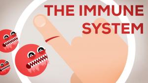 The Immune System Explained I – Bacteria Infection - YouTube